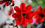 قرمز زیبا